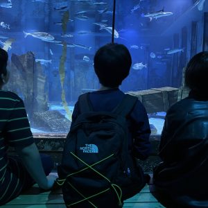 Summer School aquarium